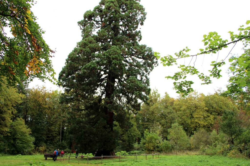 Wandern zum Mammutbaum Niddatalsperre