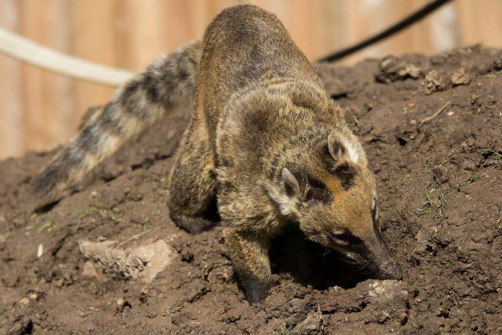 Spielender Nasenbär im Vogelpark Schotten