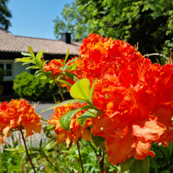 Oranger Rhododendron am Hauseingang
