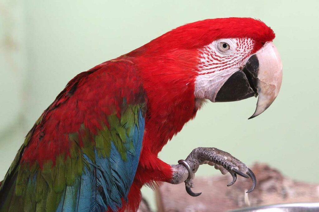 Papagei im Vogelpark Schotten Vogelsberg