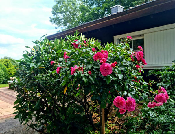 Rosen im Garten von Ferienhaus Vogelsbergblick