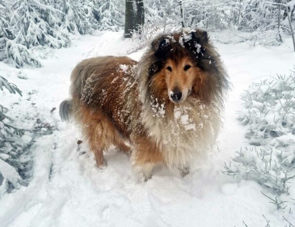 Scotty im Schnee bei Betzenrod