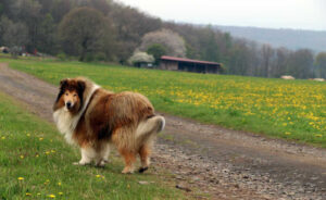 Scotty auf der Wiese hinter Ferienhaus Vogelsbergblick