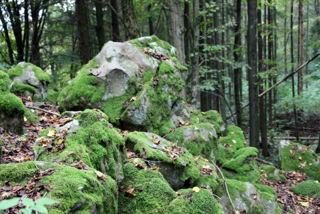 Basaltformation am Alteburgkopf, ein erkalteter Lavastrom aus der vulkanischen Vergangenheit des Vogelsberges.