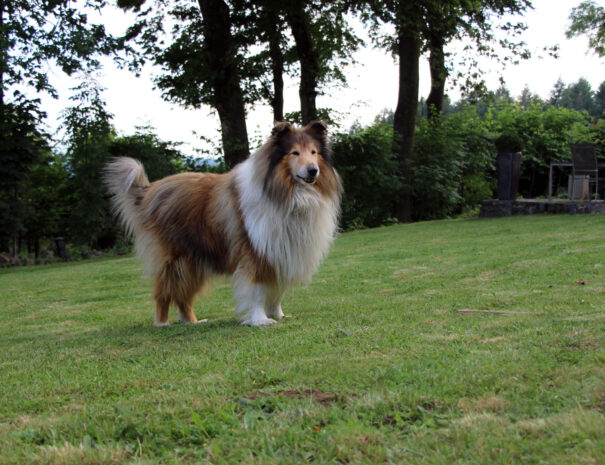 Scotty im Garten, Urlaub mit Hund im Ferirnhaus Vogelsbergblick