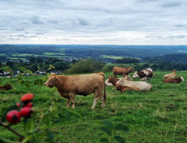 Kühe und Panoramablick bei der Wanderung zum Hohenrodskopf